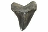 Serrated, Juvenile Megalodon Tooth - South Carolina #340605-1